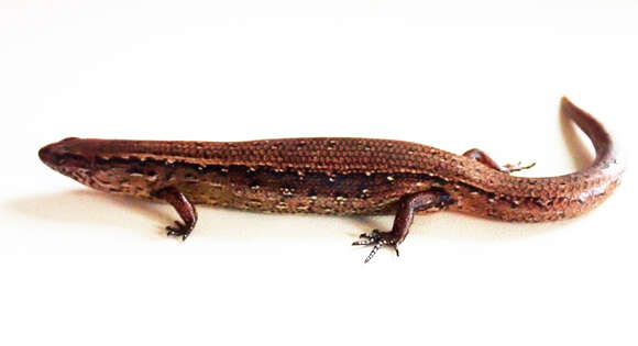 Image of Copper skink