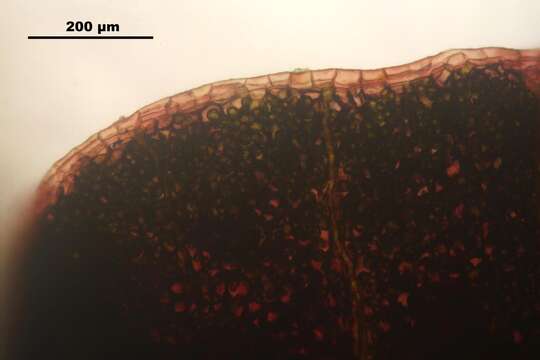 Image of Conocephalum salebrosum Szweyk., Buczk. & Odrzyk.