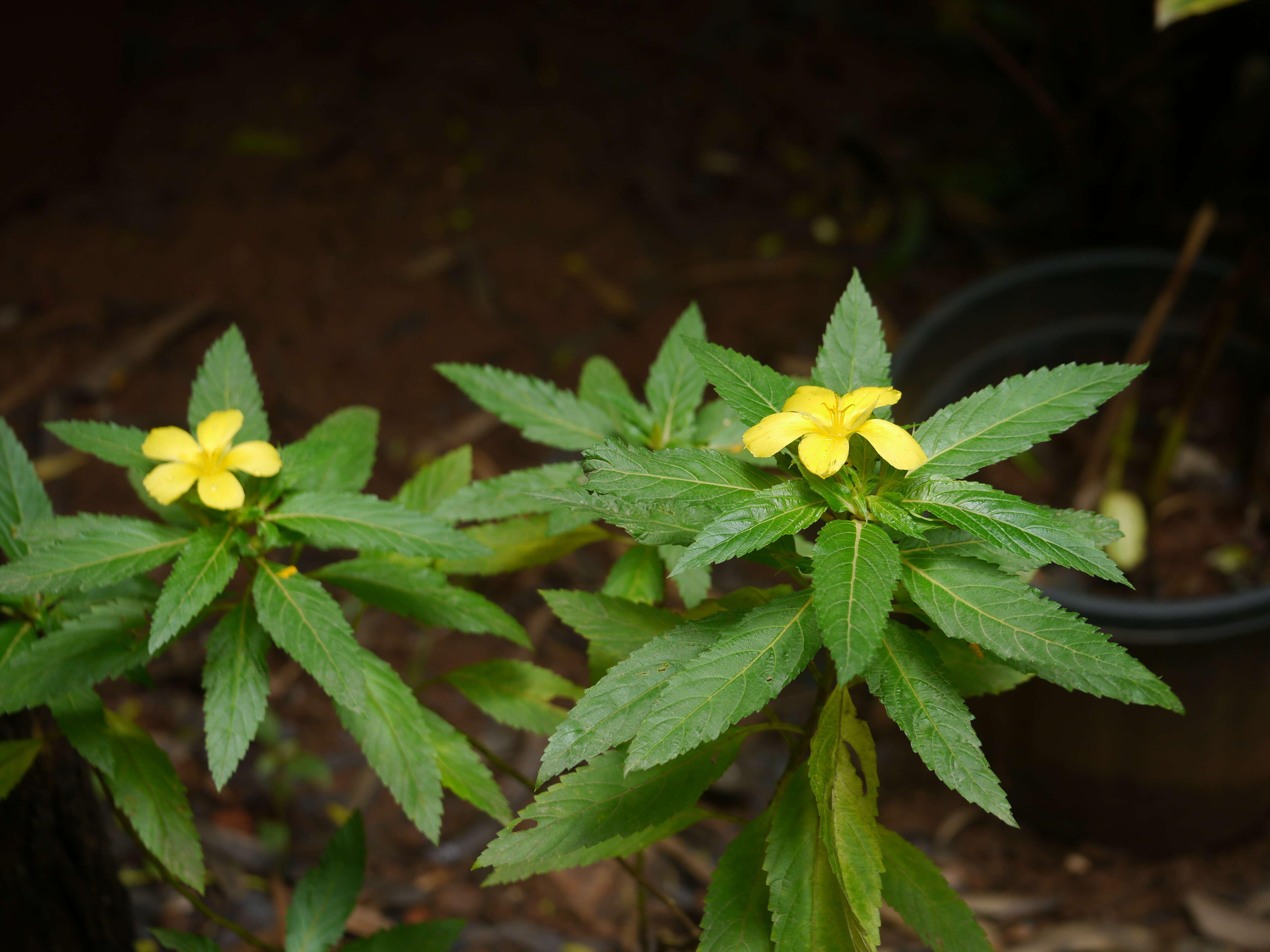 Sivun Turnera ulmifolia L. kuva