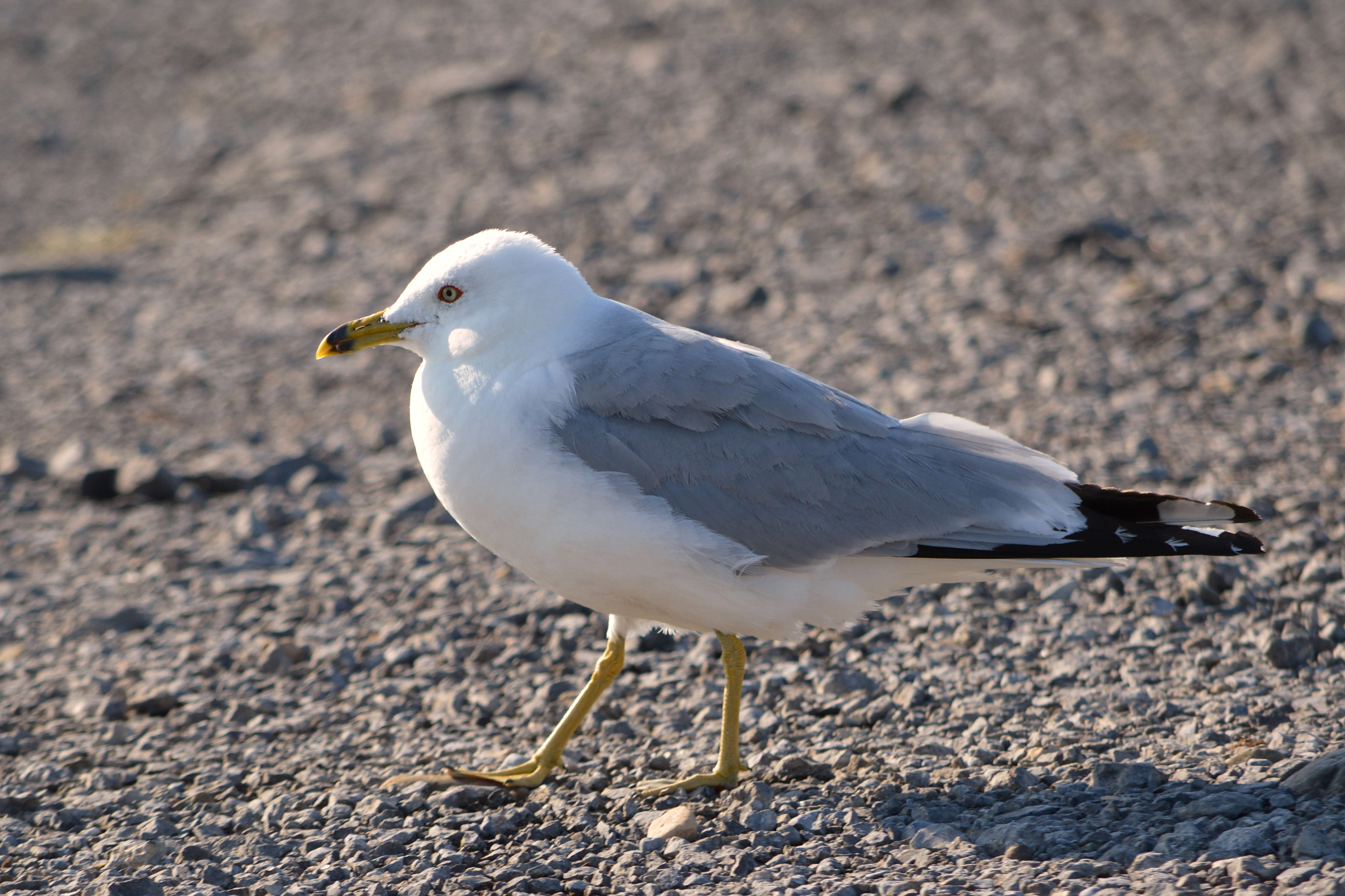 Image of Ring-billed Gull