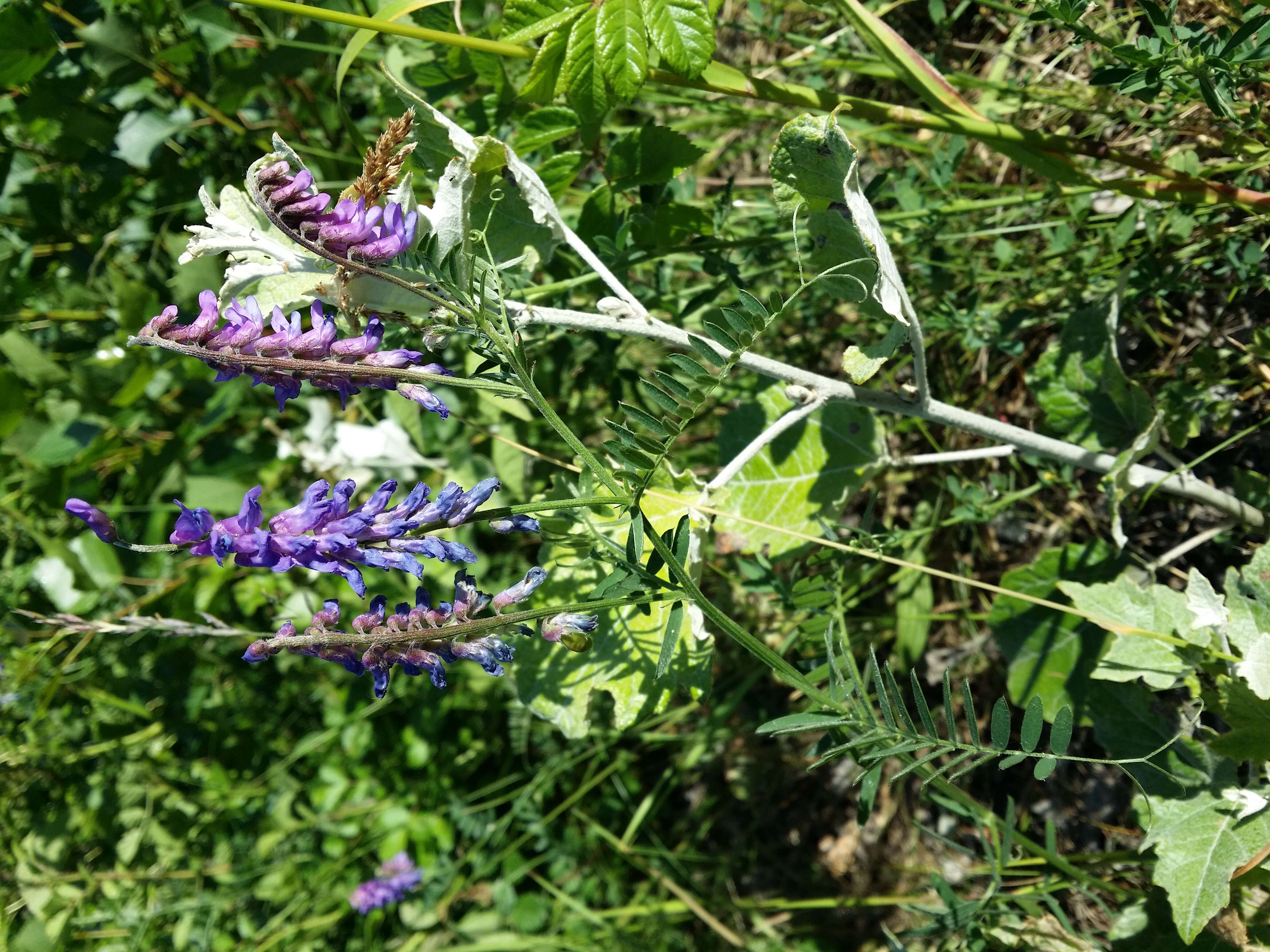 Image of bird vetch