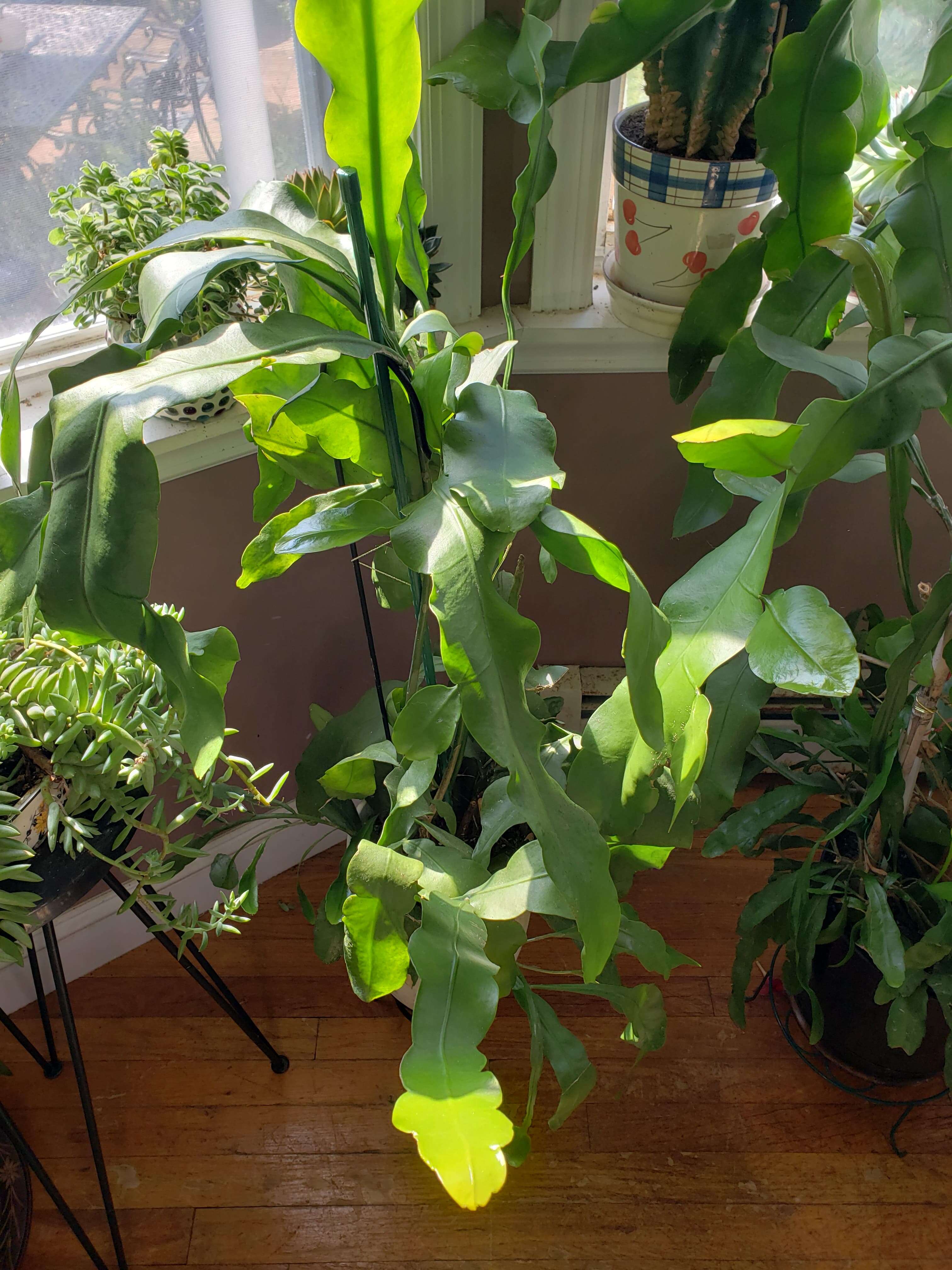 Image of Dutchman's Pipe Cactus