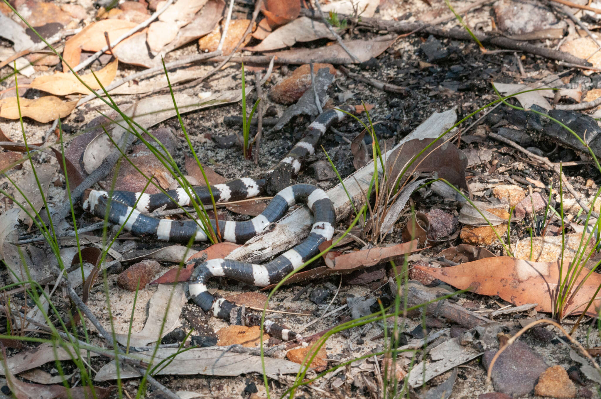 Image of Vermicella Gray ex Günther 1858