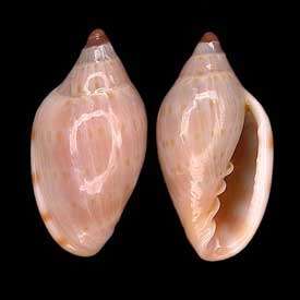 Marginella caterinae Bozzetti & G. Raybaudi 1991的圖片