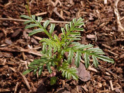 Tagetes tenuifolia Cav. resmi