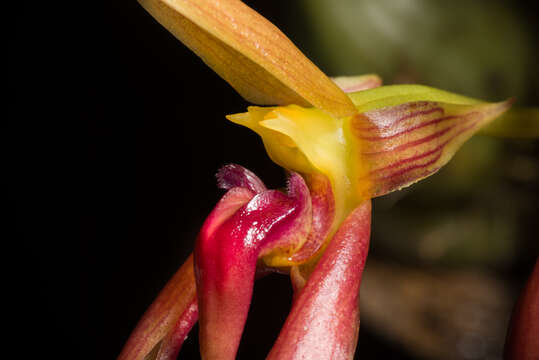 Image of Bulbophyllum basisetum J. J. Sm.