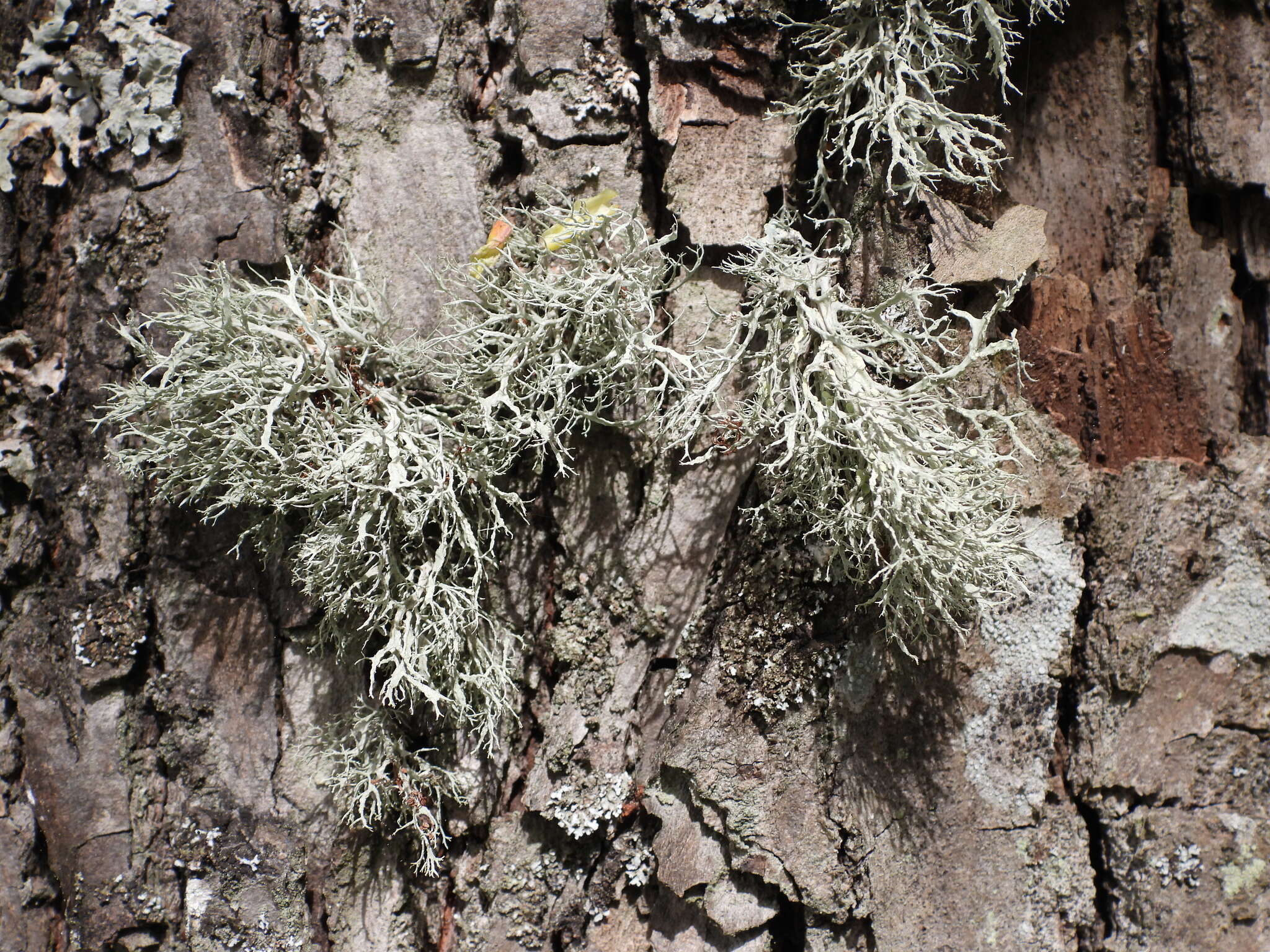 Image of farinose cartilage lichen