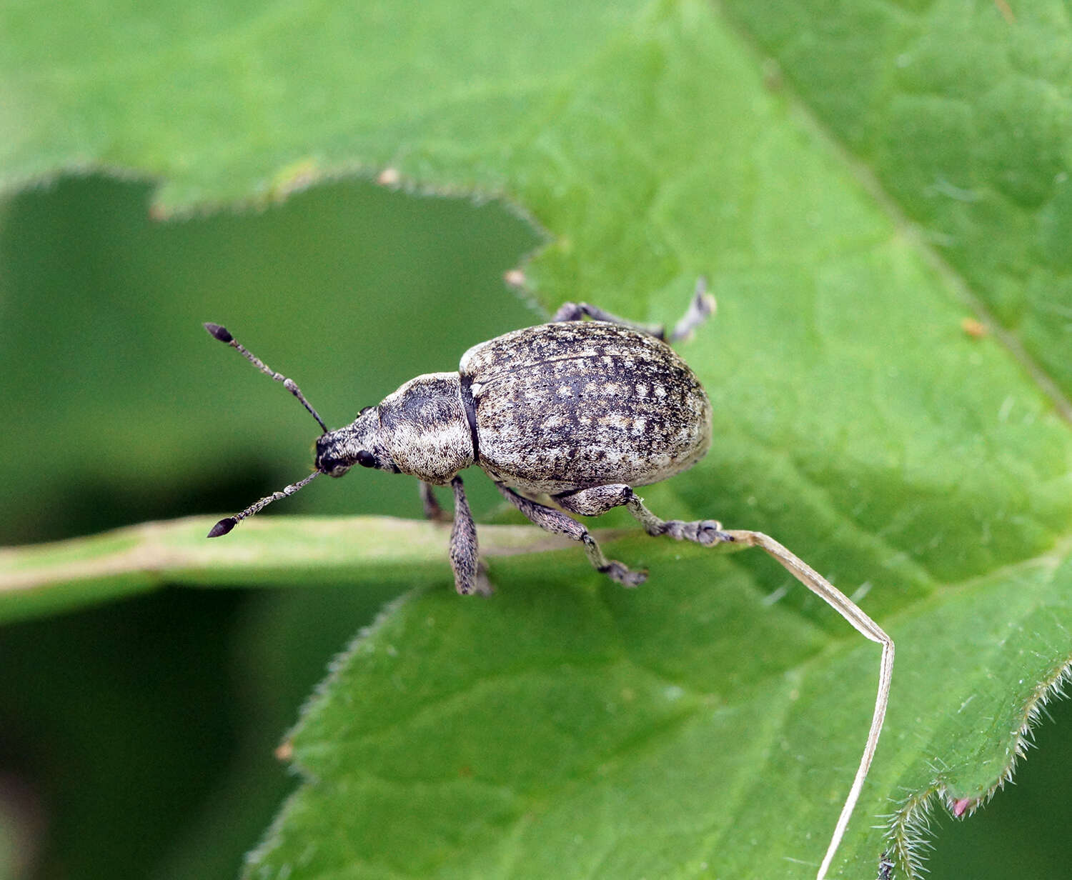 Liophloeus resmi