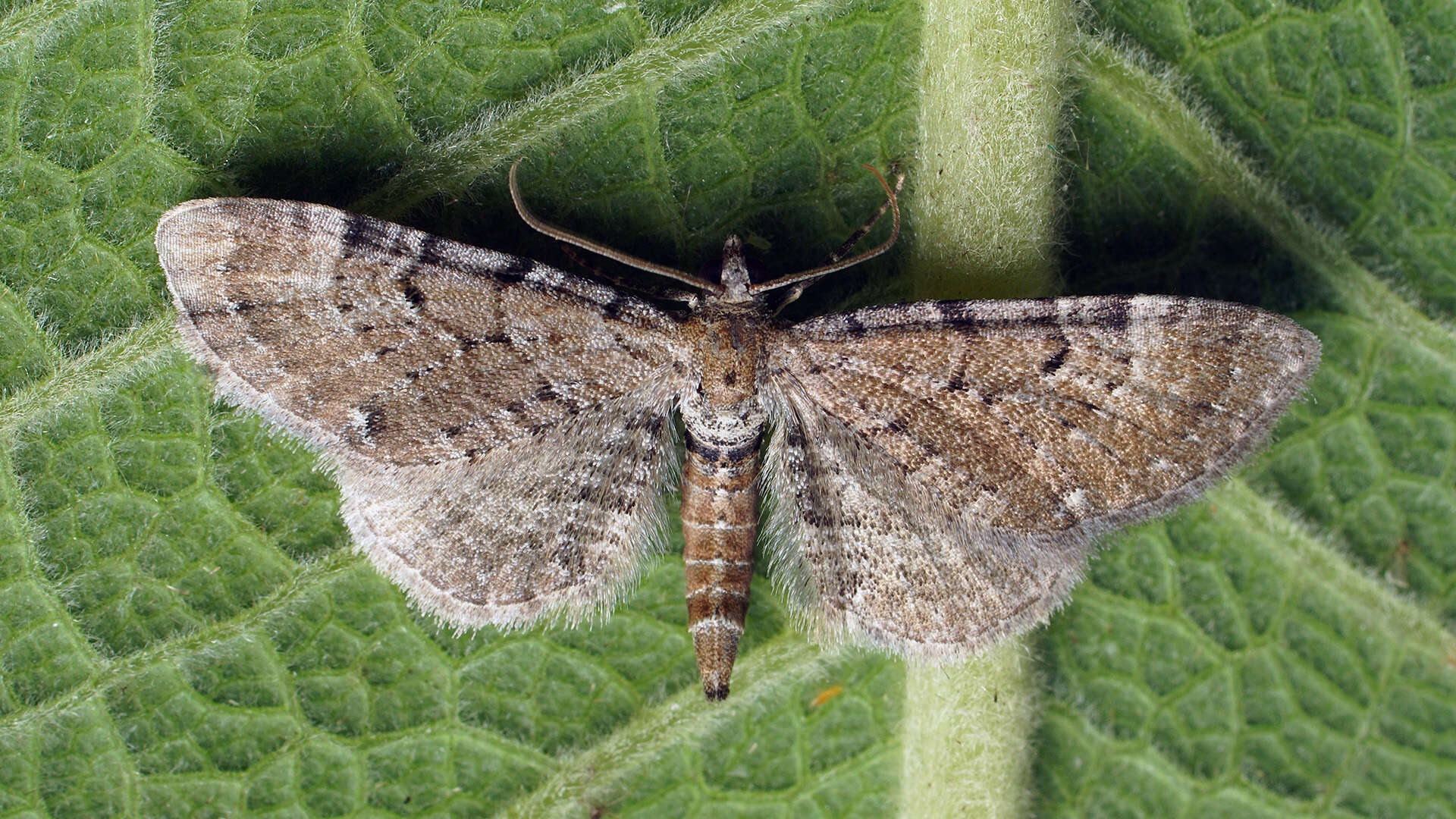 Слика од Eupithecia expallidata Doubleday 1856