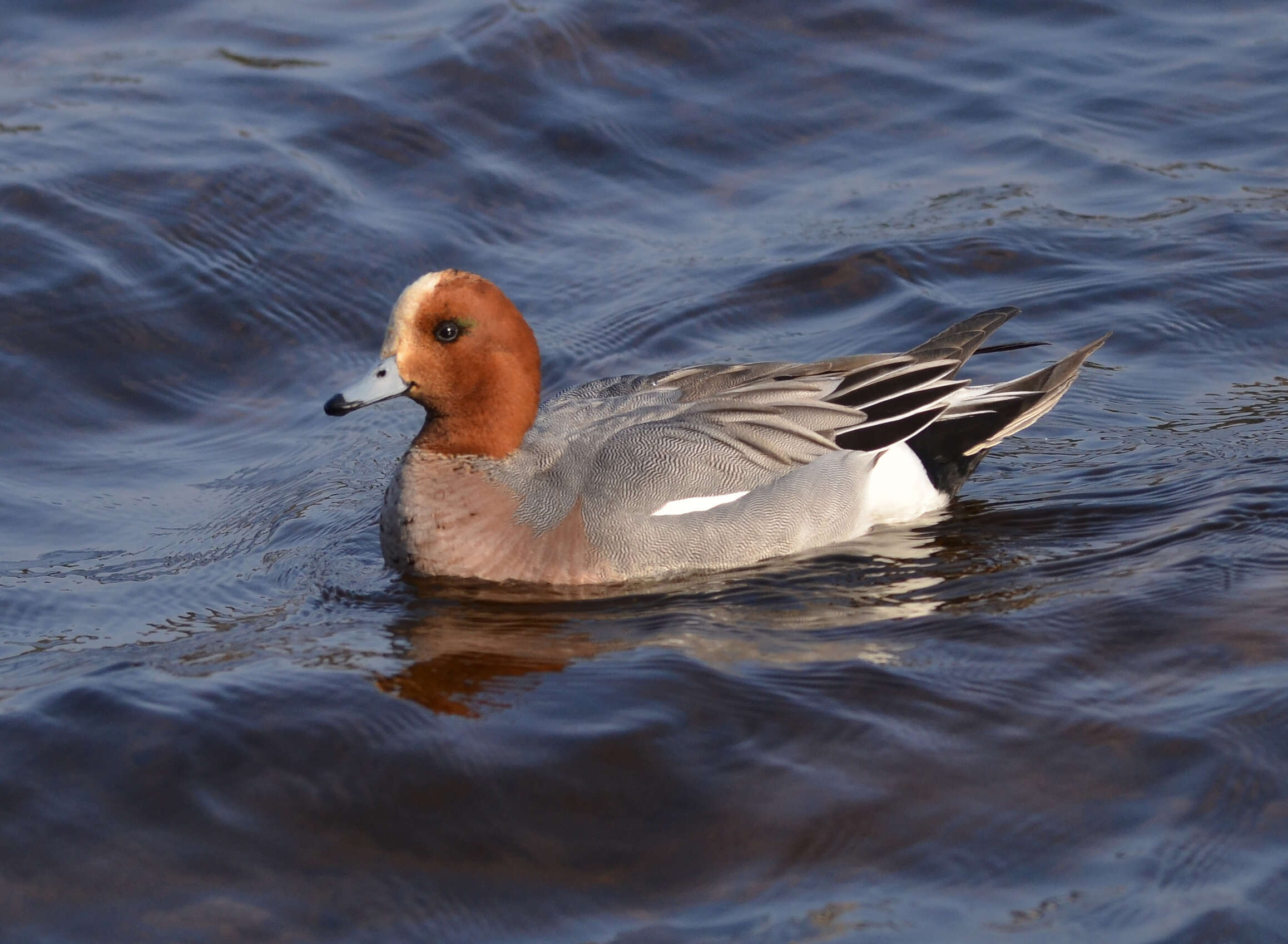 Image of Eurasian Wigeon