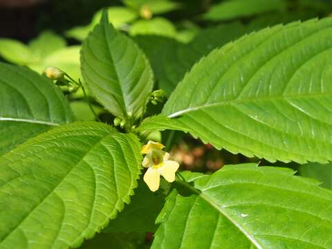 Image of small balsam