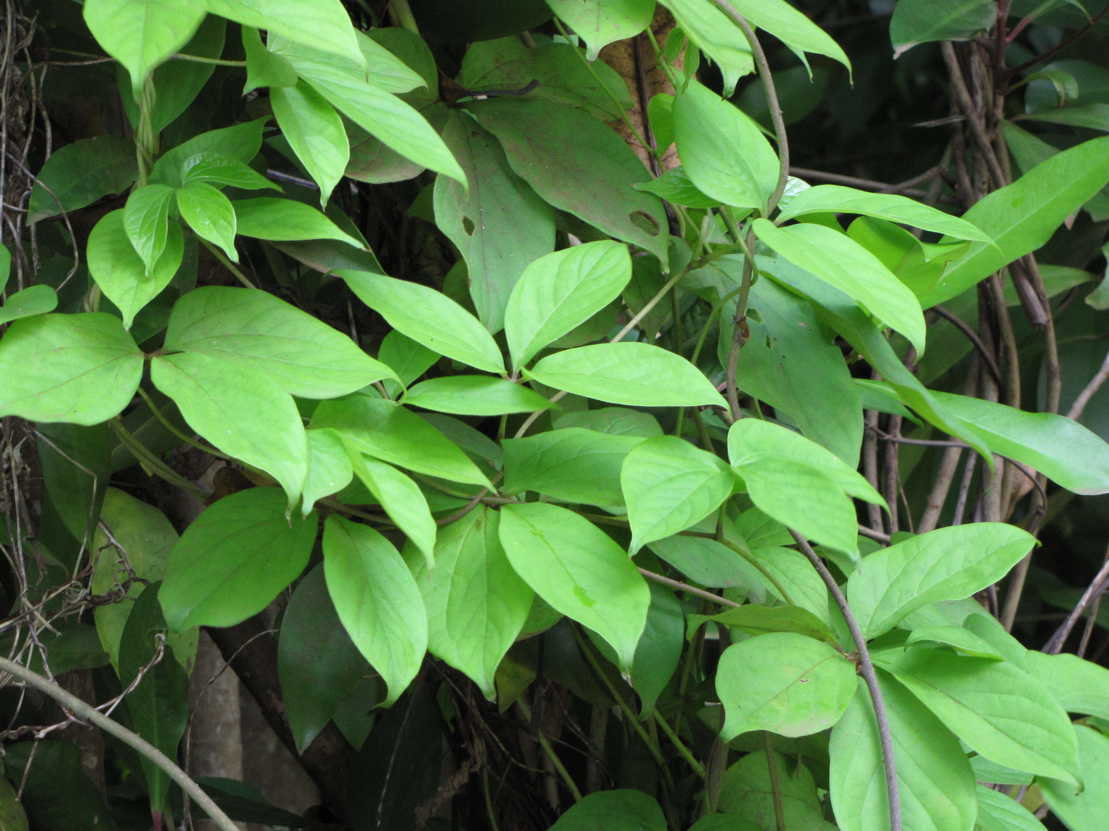 Image of fiveleaf yam