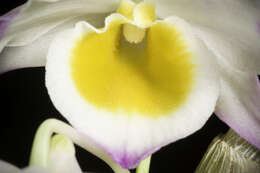 Imagem de Dendrobium gratiosissimum Rchb. fil.