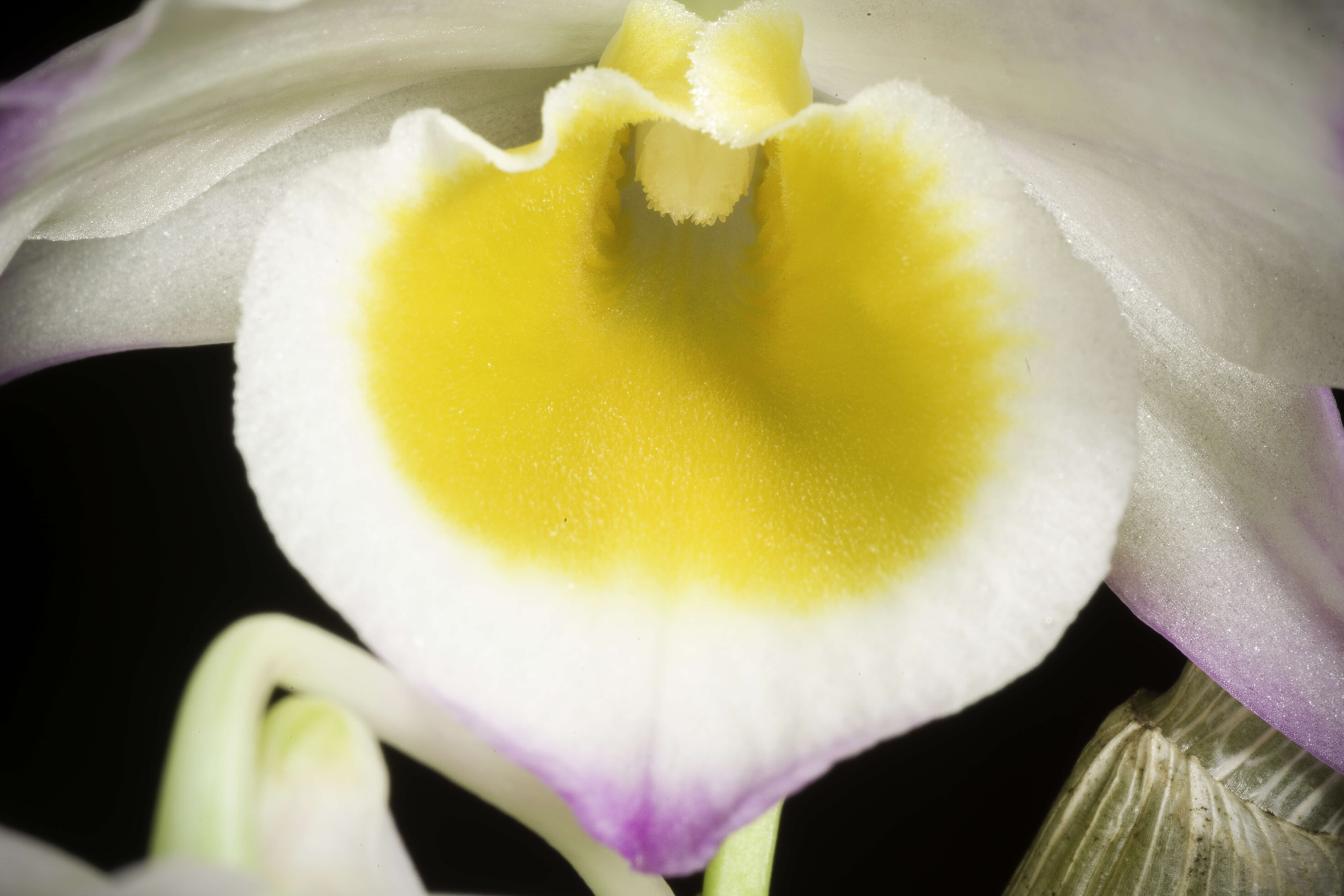 Imagem de Dendrobium gratiosissimum Rchb. fil.