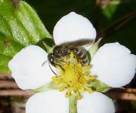 Image of Halictus tumulorum (Linnaeus 1758)