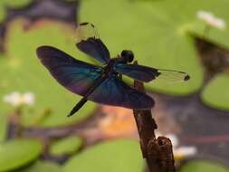 Слика од Rhyothemis fuliginosa Selys 1883