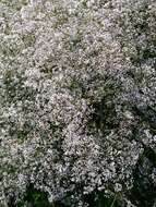 Image de Gypsophila paniculata L.