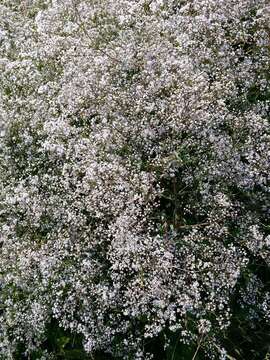 Image of Baby's breath