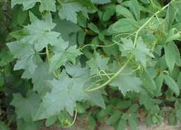 Image of white bryony