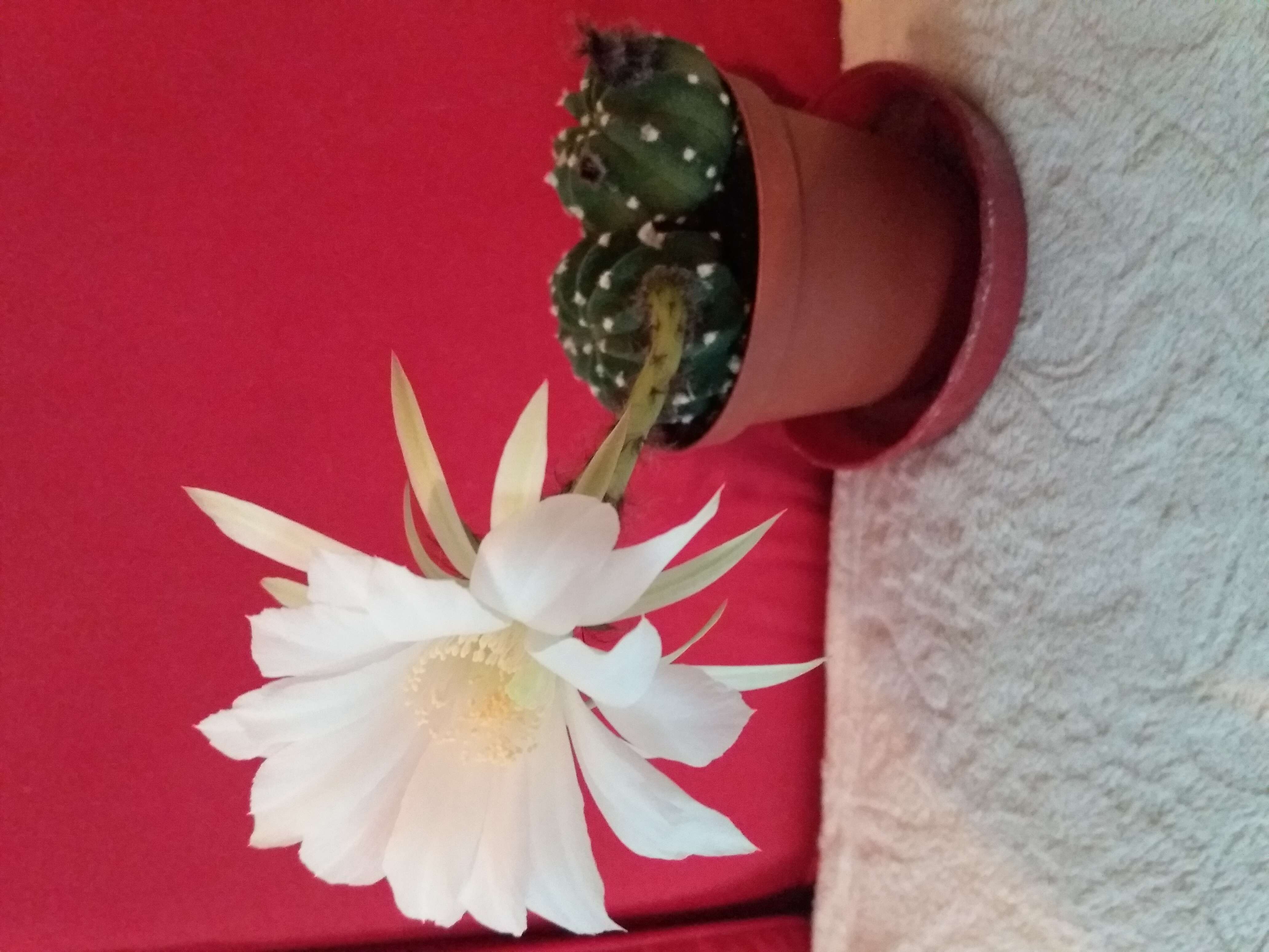 Image de Echinopsis oxygona