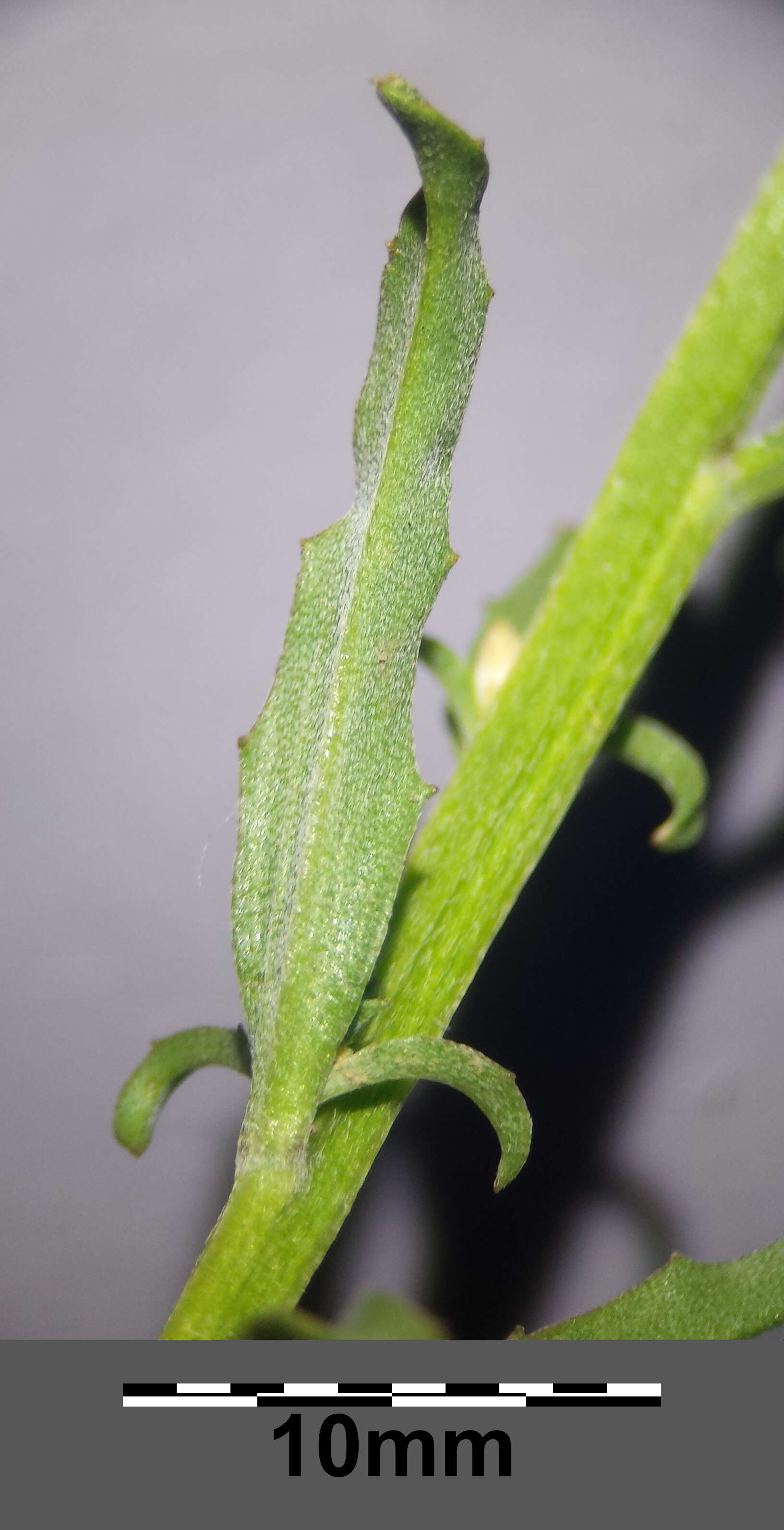 Plancia ëd Erysimum repandum L.