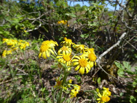 Image of field fleawort