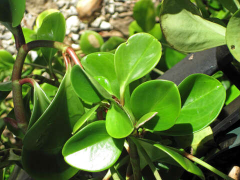 Peperomia obtusifolia (L.) A. Dietr. resmi