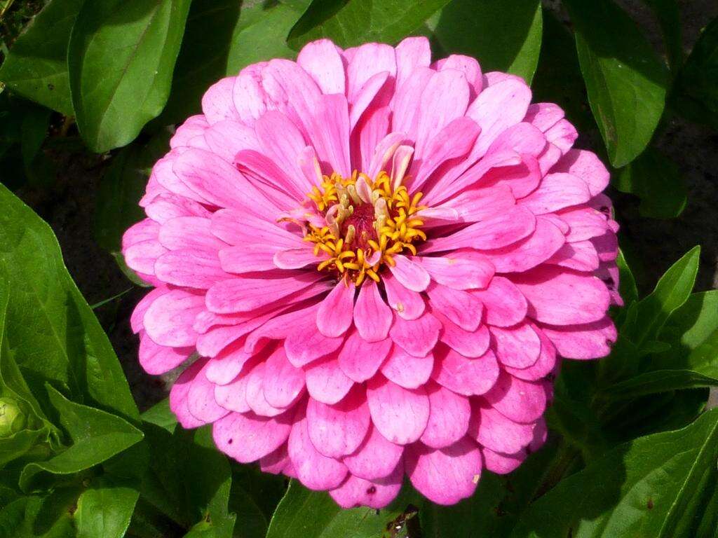 Imagem de Zinnia elegans Jacq.