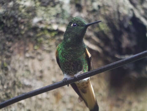 Image of Buff-tailed Coronet