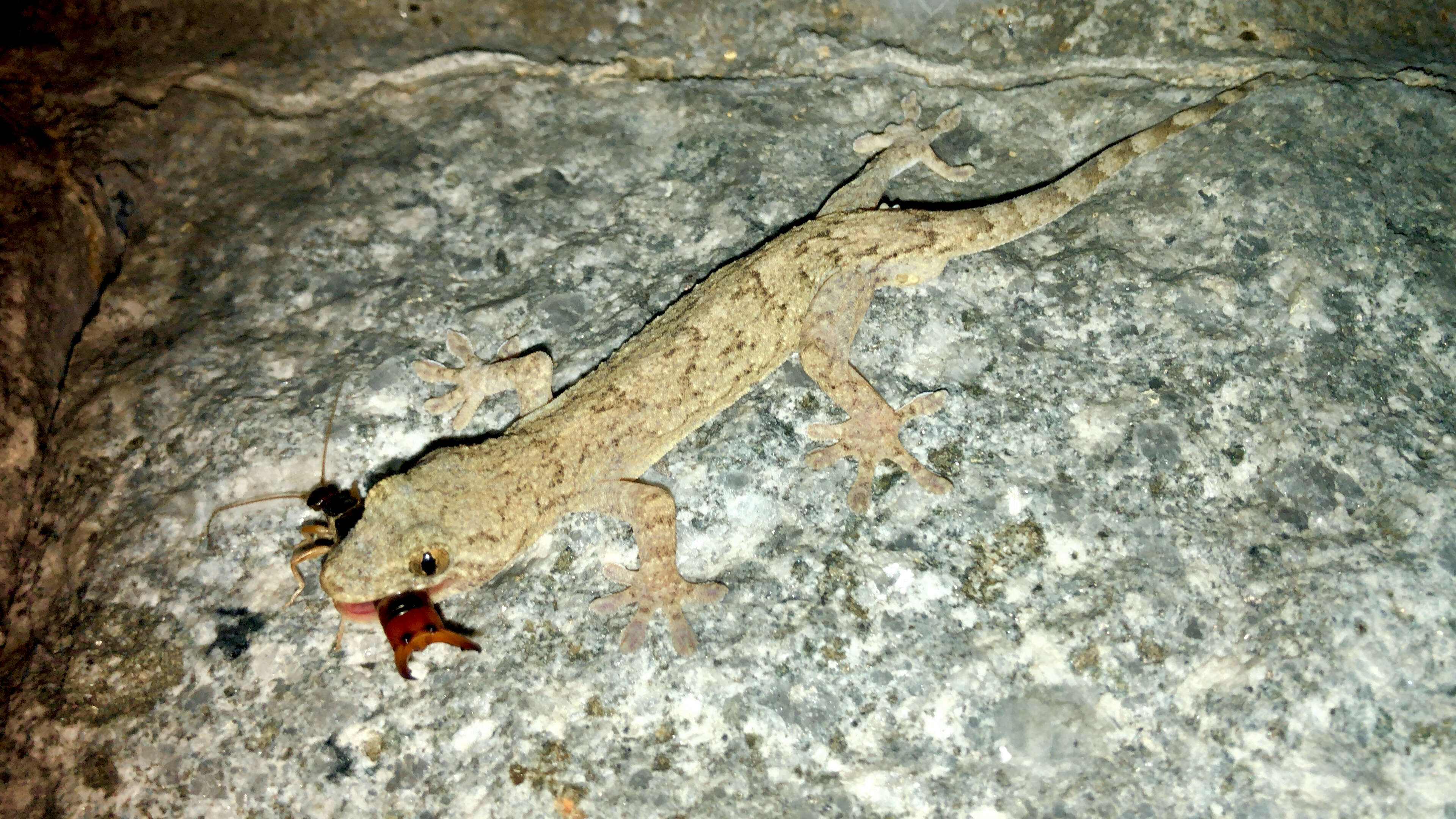 Gekko japonicus (Schlegel 1836) resmi