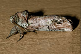 Image of Variegated Prominent, Unicorn Caterpillar Moth