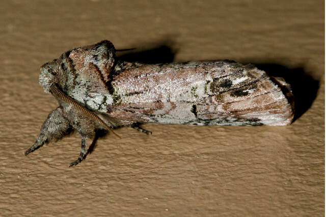 Image of Variegated Prominent, Unicorn Caterpillar Moth