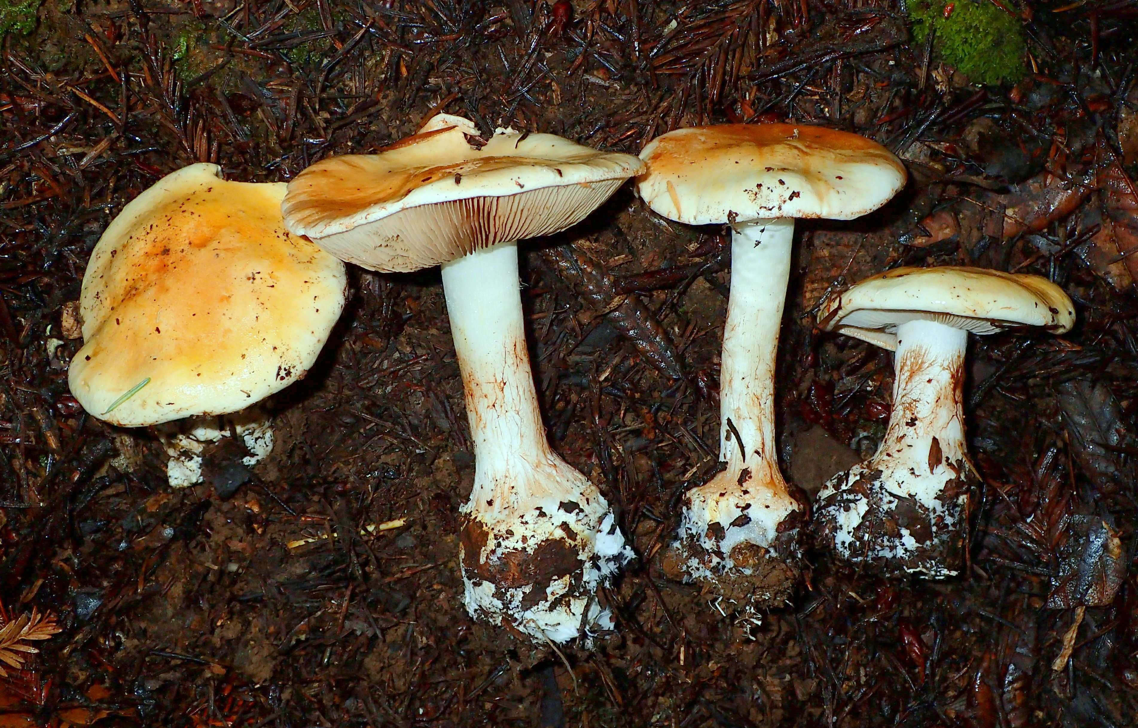 Image of Cortinarius aureofulvus M. M. Moser 1952