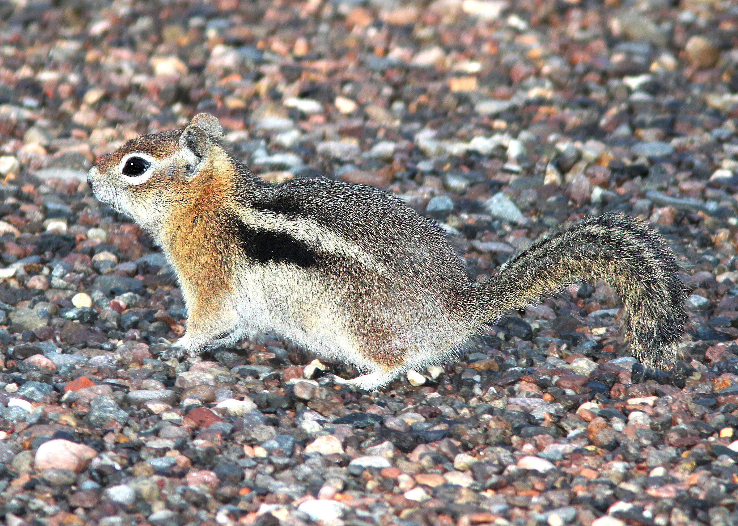 Image of Callospermophilus Merriam 1897