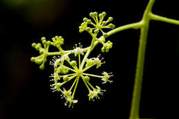 Image of spikenard