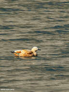 Image of Ruddy Shelduck