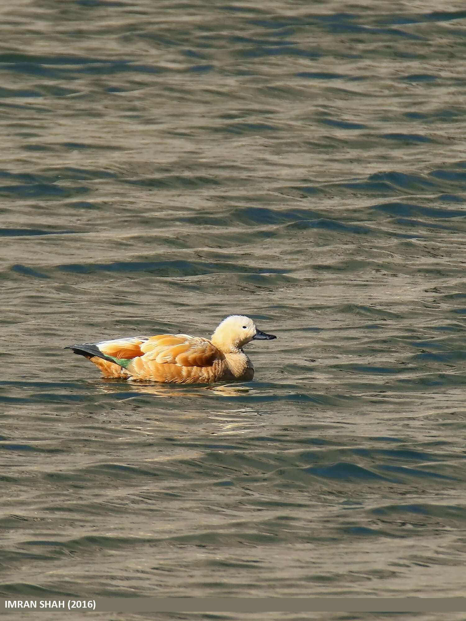 Image of Ruddy Shelduck