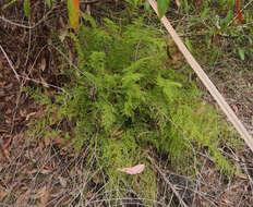 Image of Lindsaea microphylla Sw.