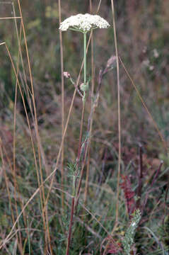 Image of Seseli annuum L.