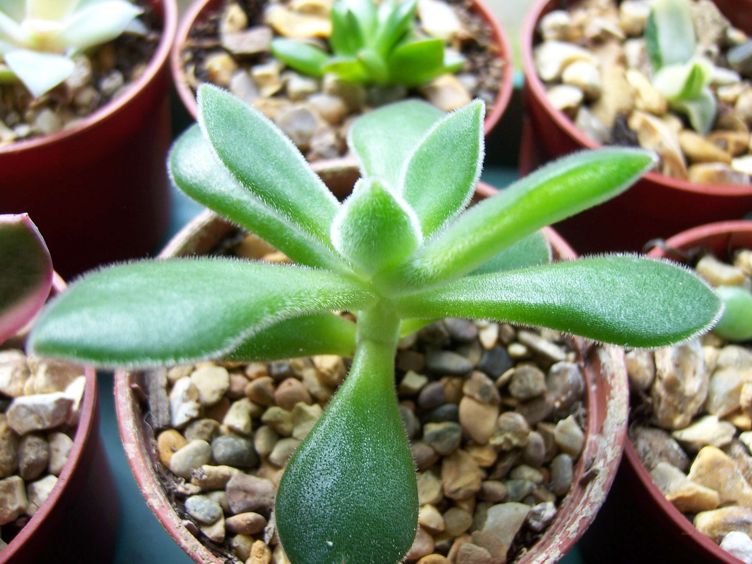 Image of Echeveria pulvinata Rose