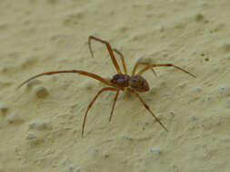 Image of Parasteatoda