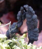 Imagem de Xylaria polymorpha (Pers.) Grev. 1824