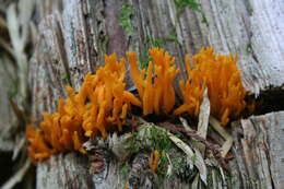 Imagem de Calocera viscosa (Pers.) Fr. 1821