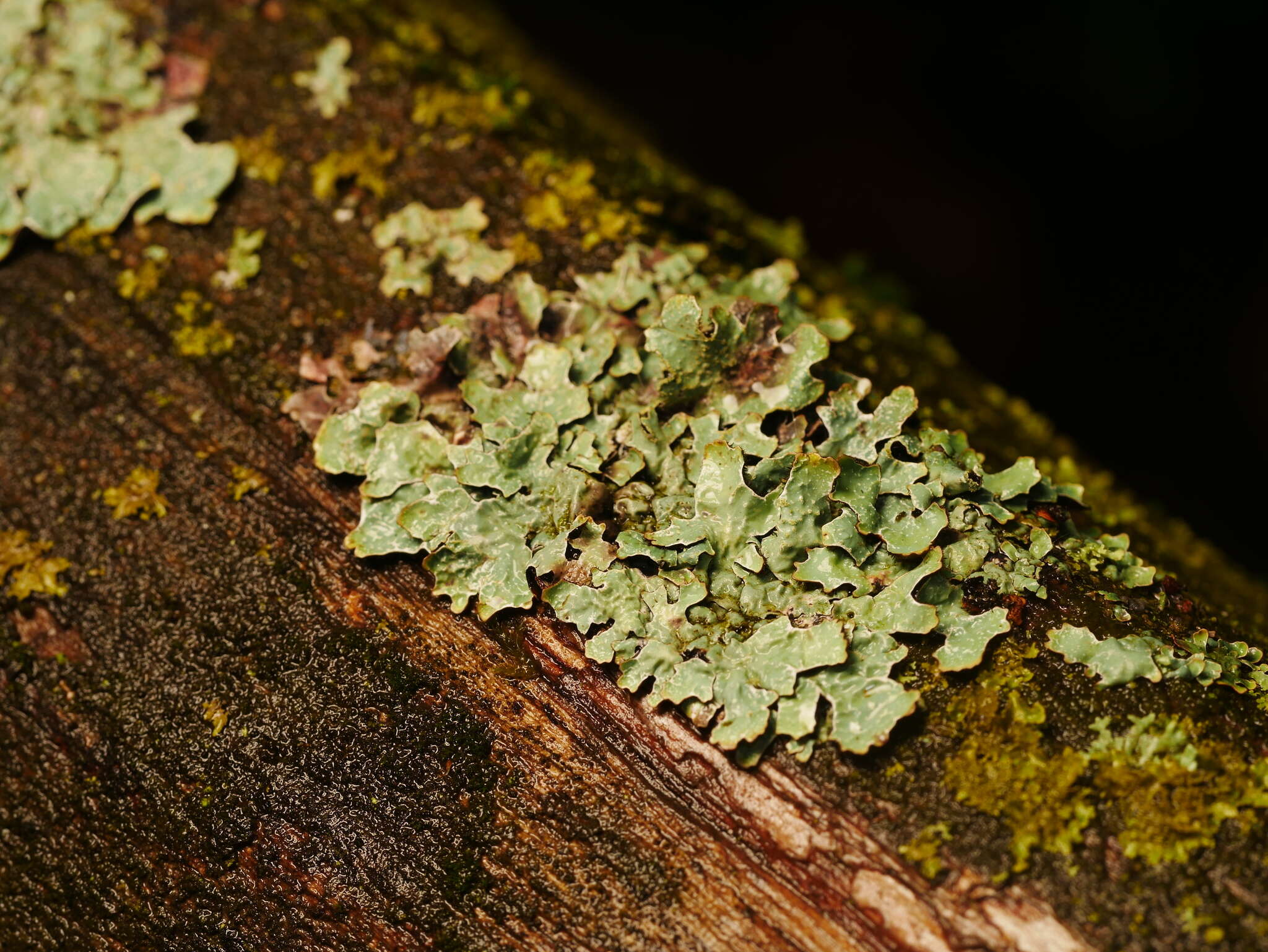 Image of Hammered shield lichen