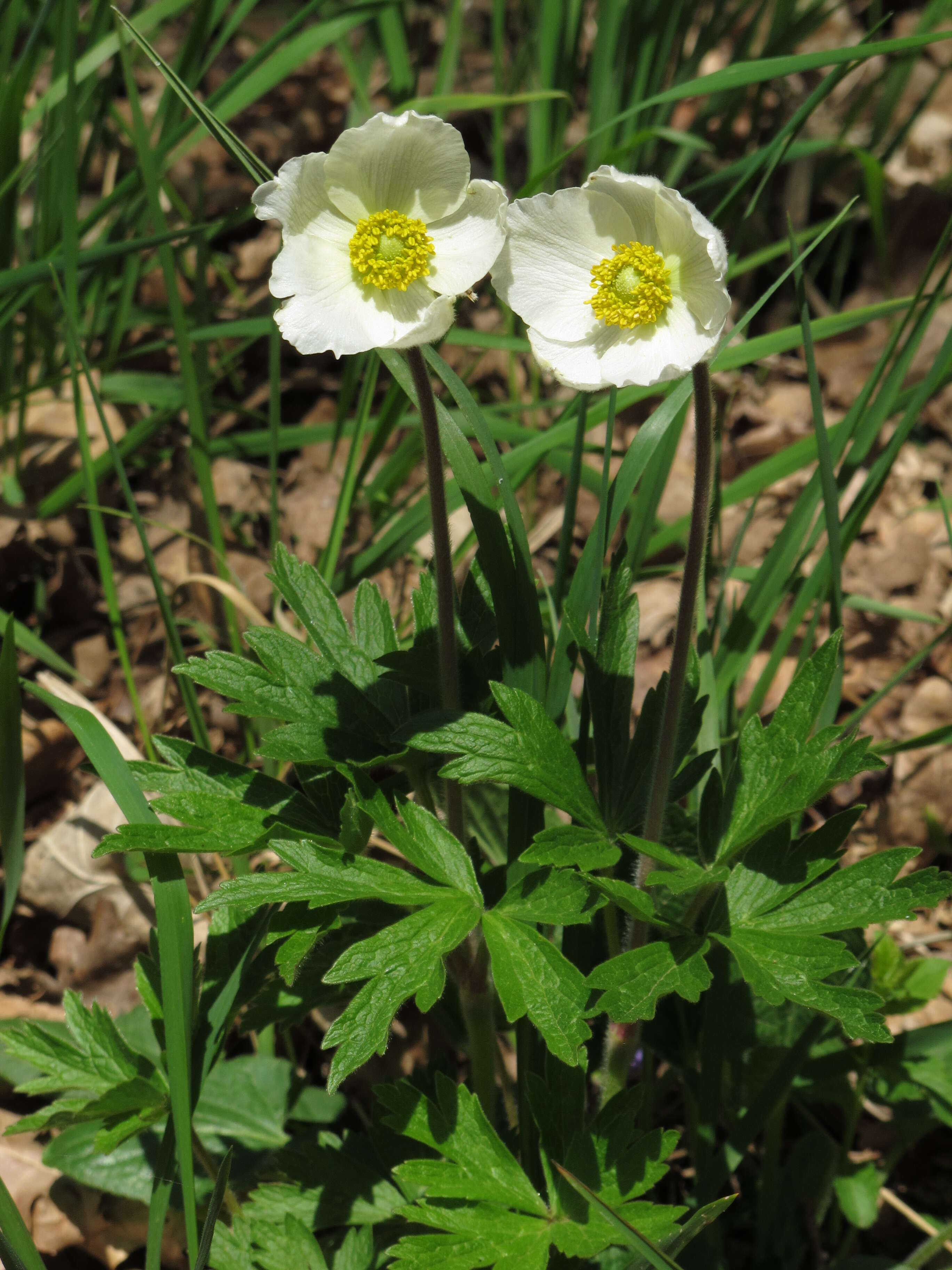 Image of Snowdrop Anemone