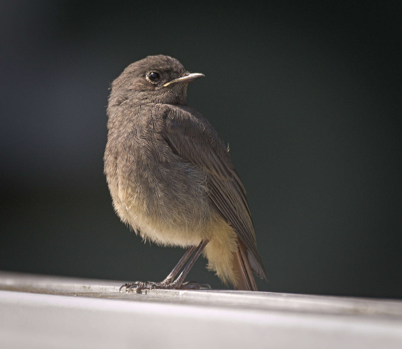 Image of Black Redstart