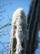 Image of Pilosocereus leucocephalus (Poselg.) Byles & G. D. Rowley