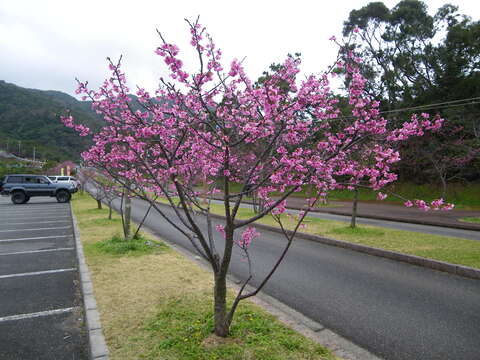 Imagem de Prunus campanulata Maxim.