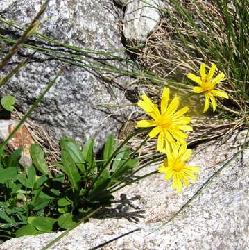 Imagem de Scorzoneroides pyrenaica subsp. pyrenaica