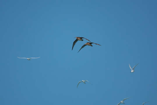 Image of Bristle-thighed Curlew